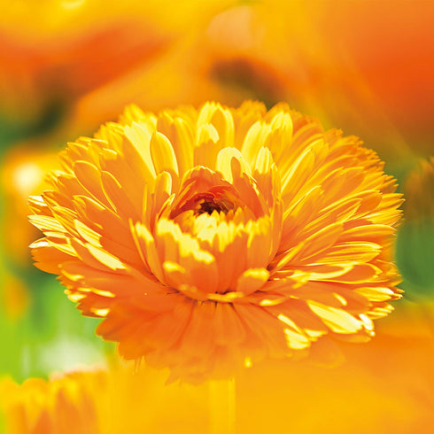 1 oz Weleda: Calendula Baby Weather Protection Cream