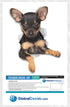 Winston & Bear 3D Dog Stickers, 2 Pack, Toy Terrier Puppy for Wall, Fridge, Toilet and More