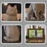 HJPLPXH Set (2903 Animal Cat Adorable Pet Blue Cat Micro Building Blocks Pieces) with Secret Hidden Storage Box Inside!