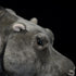 Large 20inch Hippo Plush Toy - Realistic Standing Hippopotamus Stuffed Animal, Soft Weighted Wild Animals for Kids