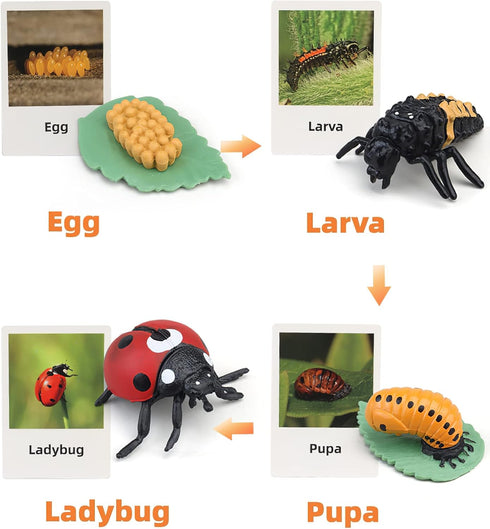 MIKNEKE 3+ Montessori Life Cycle Animal Figures with Flash Cards, Realistic Animal Figurines Toy, Educational Matching