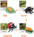 MIKNEKE 3+ Montessori Life Cycle Animal Figures with Flash Cards, Realistic Animal Figurines Toy, Educational Matching