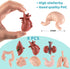 Mini Human Body Model for Kids, 8PCS Anatomy Toys, 3D Anatomy and Physiology Study Tools for Class Learning
