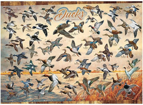 Cobble Hill 1000 Piece Puzzle - Ducks of North America with Sample Poster Included