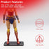 36 Pieces Multi-PEG 6 inch Action Figure Display Stand Base, Model Support Stand for 1/12 Scale Star Wars Figures