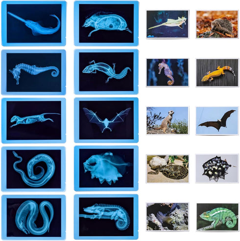 20 Pcs Animal Xrays and Picture Cards - Veterinary Toys & Educational Science Kit for Kids, Explore The Fascinating