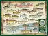 Cobble Hill 1000 Piece Puzzle - Freshwater Fish of North America - Sample Poster Included