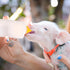 Housoutil Lamb Feeding Bottle Set, Milk Feeder for Goat, Sheep, Livestock, Nursing Bottle