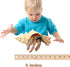 Gemini&Genius Sea Animal Hermit Crab Action Figure Toy for Kids, Realistic Ocean Crab Educational Role Play Toy