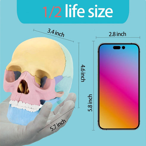 2024 New Human Anatomy Skull Model - 17 Part Puzzle of Skull with 10 Knowledge Flash Cards, Detachable Mini Medical