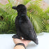 Realistic Crow Plush, Cute Black Raven Stuffed Animal, 9.44'' Soft Little Bird Toys for Kids Gifts