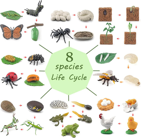 QuarenDen 33 Set, Sets 3+ Life Cycle Animal Kit, PCS, Montessori Toy, Realistic Figurine Kids Animal Match Game