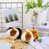 2 Pieces 8 Inch Cute Guinea Pig Plush Toys, Realistic Stuffed Animals for Boys Girls Themed Party Supplies