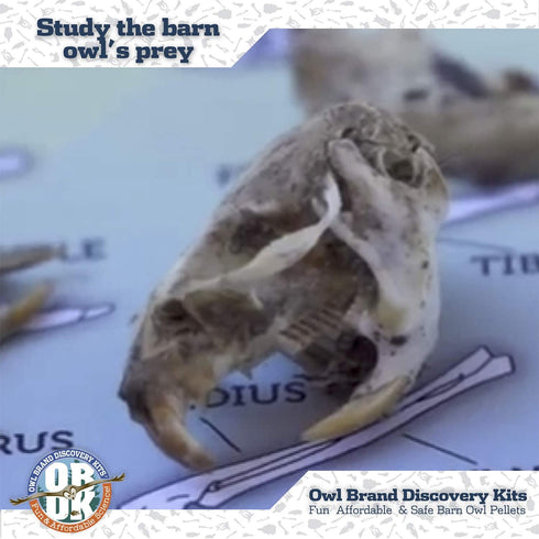 Barn Owl Pellet Kit (Small 1.0-1.5") 1 Pack for Science Teachers, Kids, and Students with Tools & Chart