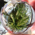 DSJUGGLING Clear Acrylic Contact Juggling Ball, Approx. 2.75" - 70mm