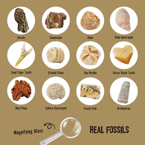 Byncceh Mega Fossil Dig Kit - Excavate 12 Prehistoric Fossils, Educational STEM Science Toys for Kids