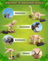 Poraxy 4 in 1 Dinosaur STEM Kits for Kids Ages 8-10, Educational Science Building Projects, 3D Wooden Puzzles Gift for