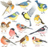 DECOWALL DS2-8038 Little Birds Kids Wall Stickers, Peel and Stick Removable Wall Decals for Kids Nursery Bedroom (Small)