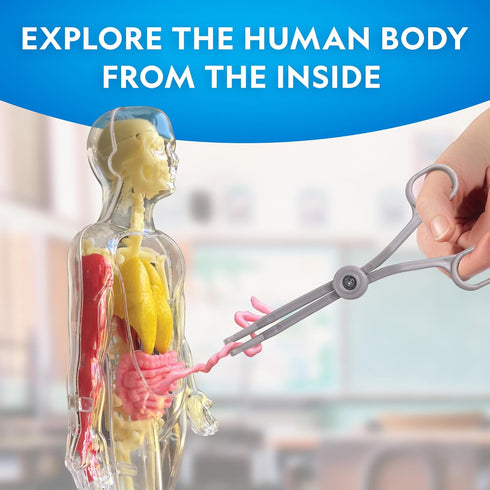 National Geographic Human Body Model for Kids, 32-Piece Interactive Anatomy Model with Bones, Organs, Muscles, Stand