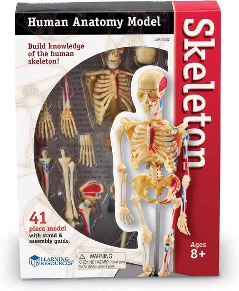 Learning Resources Skeleton Model, Science Classroom Must Haves, STEM Student Essentials, Practice Anatomy, Back