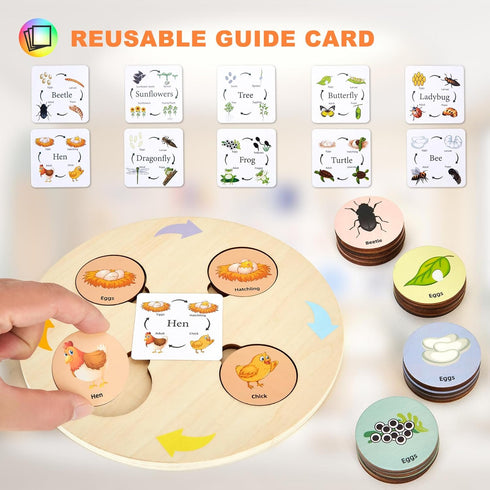 Life Cycle Toys for Kids Educational Science Kits, Montessori Toys for 3-6 Years