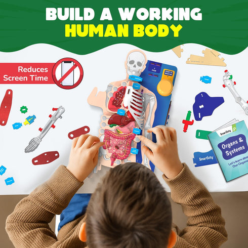 8-14 8,9,10,11,12,13,14 Smartivity Interactive Human Body Model for Kids Years I Dynamic Body Parts & Organs + Learning