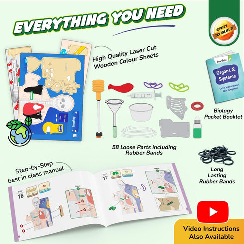 8-14 8,9,10,11,12,13,14 Smartivity Interactive Human Body Model for Kids Years I Dynamic Body Parts & Organs + Learning