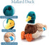 12 inches The Petting Zoo Duck Stuffed Animal Plushie, Gifts for Kids, Wild Onez Wildlife Animals, Duck Plush Toy