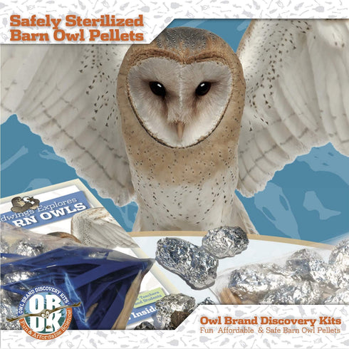 Barn Owl Pellet Kit (Small 1.0-1.5") 1 Pack for Science Teachers, Kids, and Students with Tools & Chart