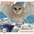 Barn Owl Pellet Kit (Small 1.0-1.5") 1 Pack for Science Teachers, Kids, and Students with Tools & Chart