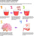 Crystal Growing Toys for Kids - Vibrant Colorful Hedgehog, Science Experiments Learning, STEM Gifts for Boys & Girls 8+
