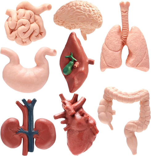 VICROIC 8 PCS Mini Human Body Model for Kids, Human Organ Model Anatomy,