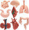 VICROIC 8 PCS Mini Human Body Model for Kids, Human Organ Model Anatomy,