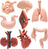 VICROIC 8 PCS Mini Human Body Model for Kids, Human Organ Model Anatomy,