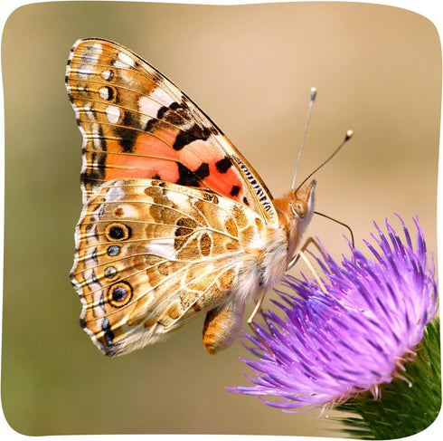18 Inch 5 Insect Lore Giant Butterfly Garden with Voucher | Habitat | Life Cycle Figurines Included | Voucher to Redeem