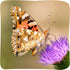 18 Inch 5 Insect Lore Giant Butterfly Garden with Voucher | Habitat | Life Cycle Figurines Included | Voucher to Redeem