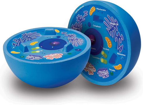 Learning Resources Cross-Section Animal Cell Model, Soft Foam, Early Biology Teaching Aid, Grade 4+