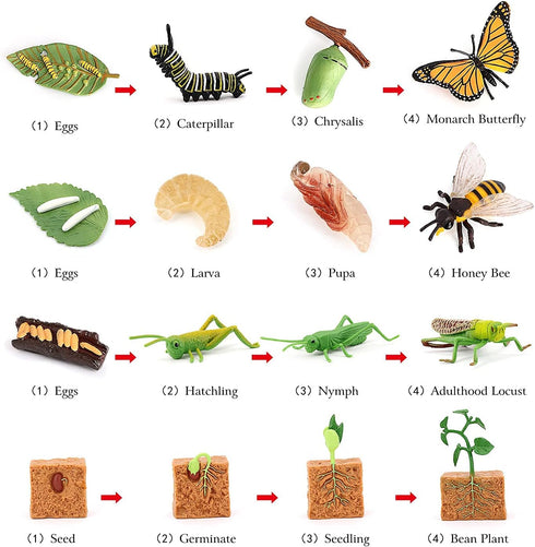 Volnau 16PCS Animal Figurines Toys Life Cycle Set for Toddlers Kids Plant Locust Butterfly Caterpillars Bee Educational