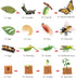 Volnau 16PCS Animal Figurines Toys Life Cycle Set for Toddlers Kids Plant Locust Butterfly Caterpillars Bee Educational