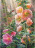 Cobble Hill 1000 Piece Puzzle - After The Rain with Sample Poster Included