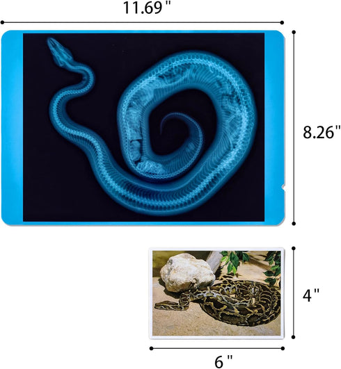 20 Pcs Animal Xrays and Picture Cards - Veterinary Toys & Educational Science Kit for Kids, Explore The Fascinating