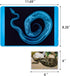 20 Pcs Animal Xrays and Picture Cards - Veterinary Toys & Educational Science Kit for Kids, Explore The Fascinating