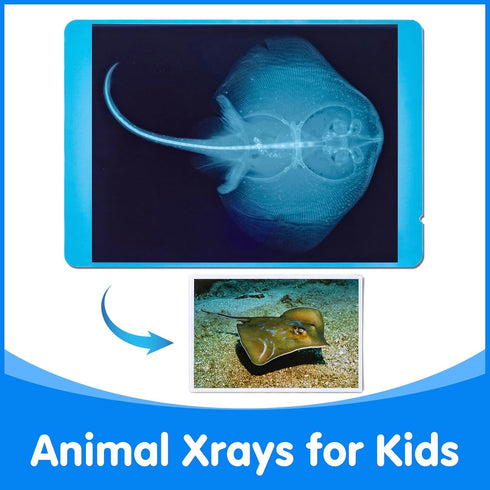 20 Pcs Animal Xrays and Picture Cards - Veterinary Toys & Educational Science Kit for Kids, Explore The Fascinating