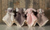 Mary Meyer Baby Lovey Putty Nursery - Newborn & Toddler Boys and Girls Security Blanket, 13 x 13-Inches, Pink Bunny