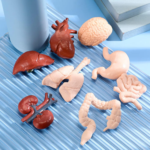 Yinkin 8 Pcs Mini Human Body Model Sets for Kids, 3D Anatomy and Physiology Study Tools for Students