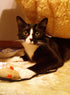 Peppa The Tuxedo Cat, 10" Black and White Plush Toy, Based on Real-Life Adopted Pets