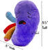 Plush Kidney Stuffed Body Organ Toy for Get Well Gift, Health Education and More
