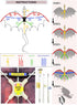 JEKOSEN Fiery Dragon 54" Huge Kite for Kids and Adults, Easy to Fly Single Line String with 160" Tail for Outdoor Games