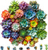 Mys Aurora Succulent Wooden Puzzles for Adults, 200 Piece Unique Shaped Wood