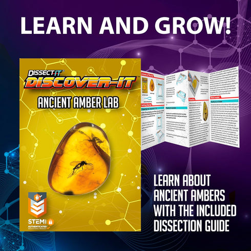 5 Discover-It Dissection Kit for Kids, Synthetic Amber Science Lab Kit to Learn About Insects, Science Toys for Kids